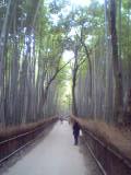 京都の道端