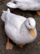 あひる