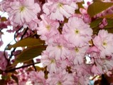 blossom