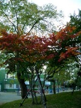 紅葉