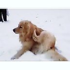 わんこ