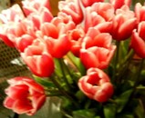 tulip