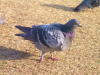 hato