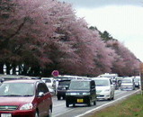桜　２
