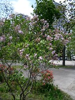 中島公園の花