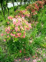 中島公園の花、