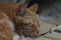 ねこ
