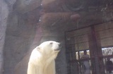 熊の顔