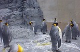 ﾍﾟﾝｷﾞﾝ