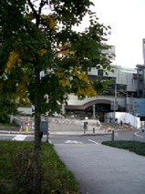 街路樹
