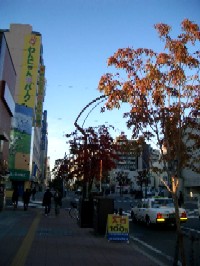 路地の木々