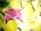 leaves