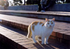 ねこ３