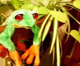 frog