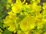 菜の花