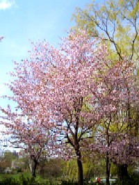 桜
