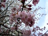 sakura_1