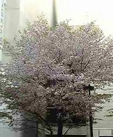 街さくら