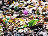 ｶﾀｸﾘの花