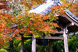 常寂光寺