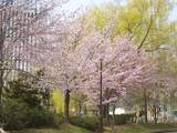 中島公園の桜