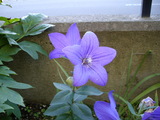 kikyou