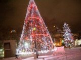 tree1