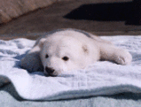 kuma
