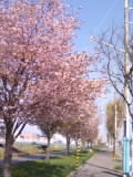 桜並木