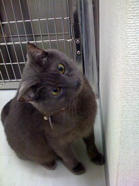 shinnosuke