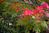 紅葉