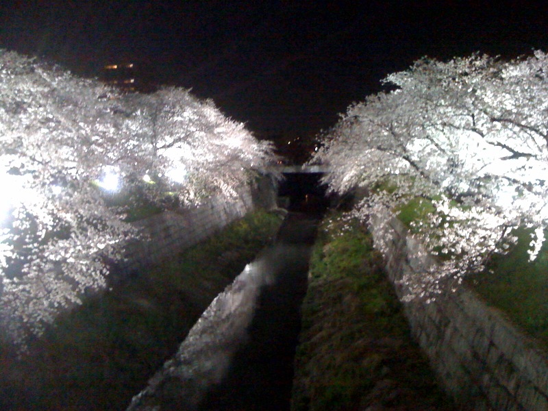 sakura