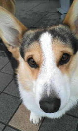 わんこ