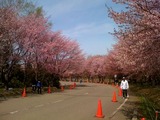 ｴｿﾞ桜