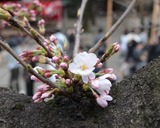 さくら