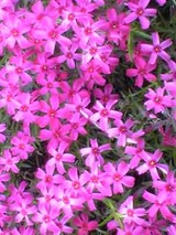 芝桜