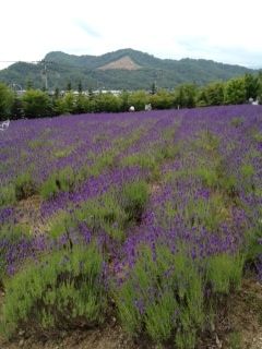 blogラベンダー広域