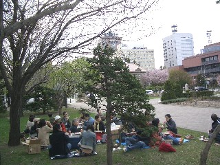 hanami.JPG