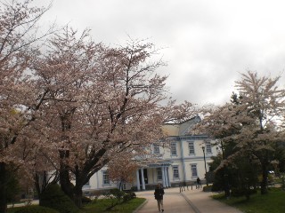 sakura004.JPG