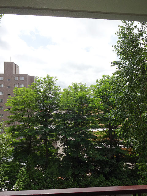 緑が綺麗です。